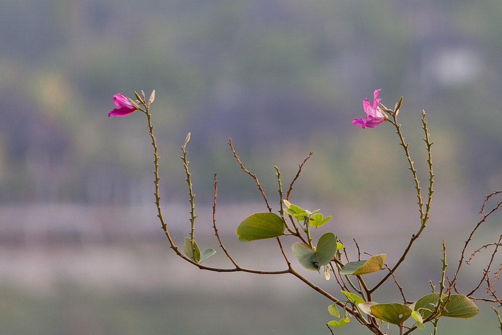 bauhinia-sp-thailand.jpg