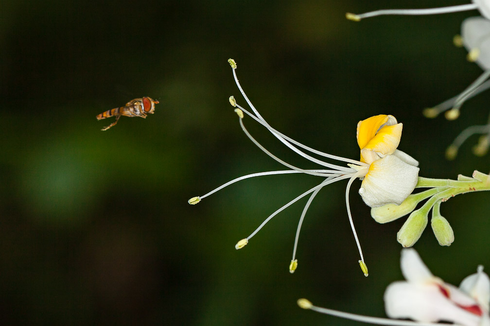 aesculus-assamica-thailand-2.jpg