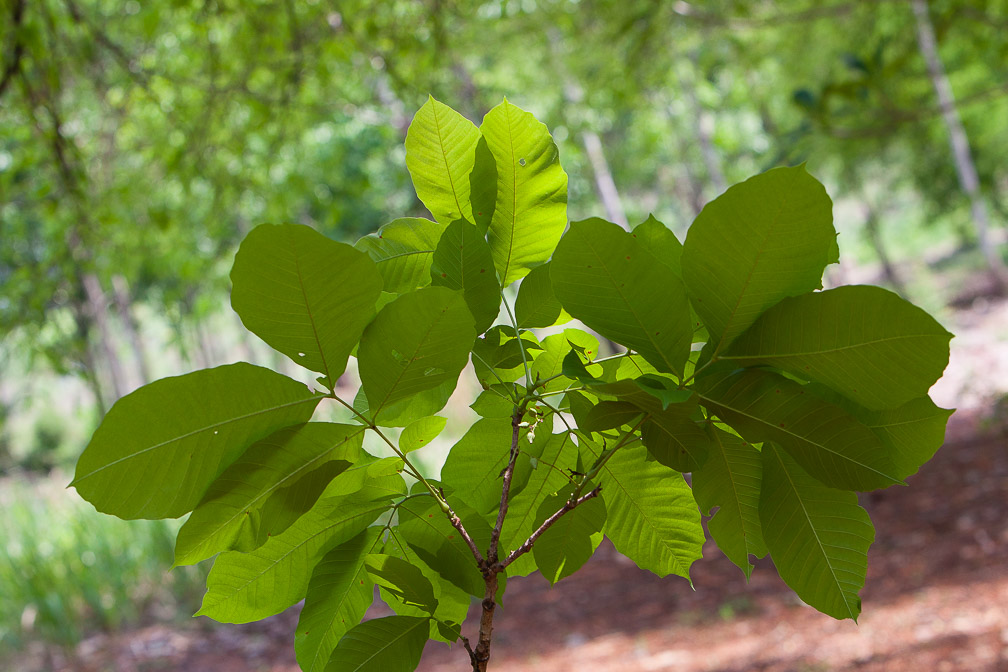 schleichera-oleosa-thailand.jpg