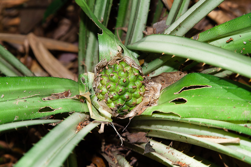 pandanus-sp-thailand-9.jpg