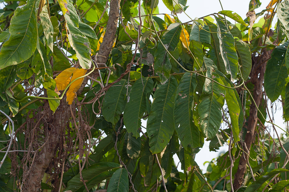 lepisanthes-tetraphylla-thailand-6.jpg