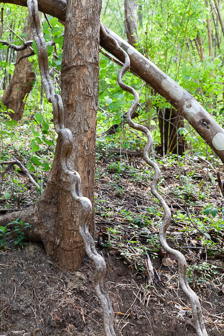 bauhinia-sp-thailand-3.jpg