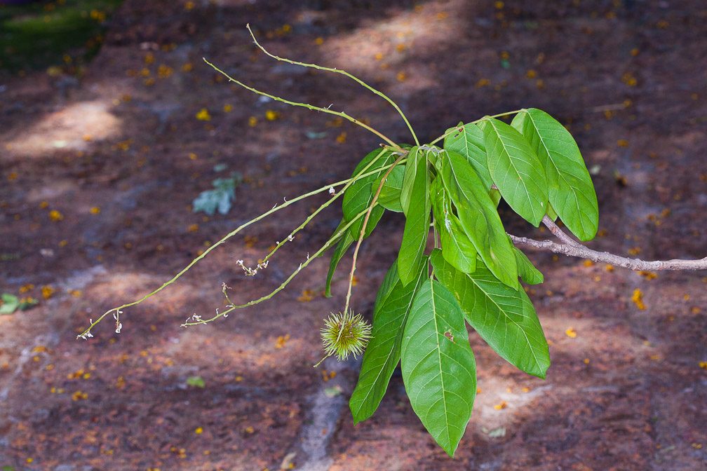 sisyrolepis-muricata-thailand.jpg