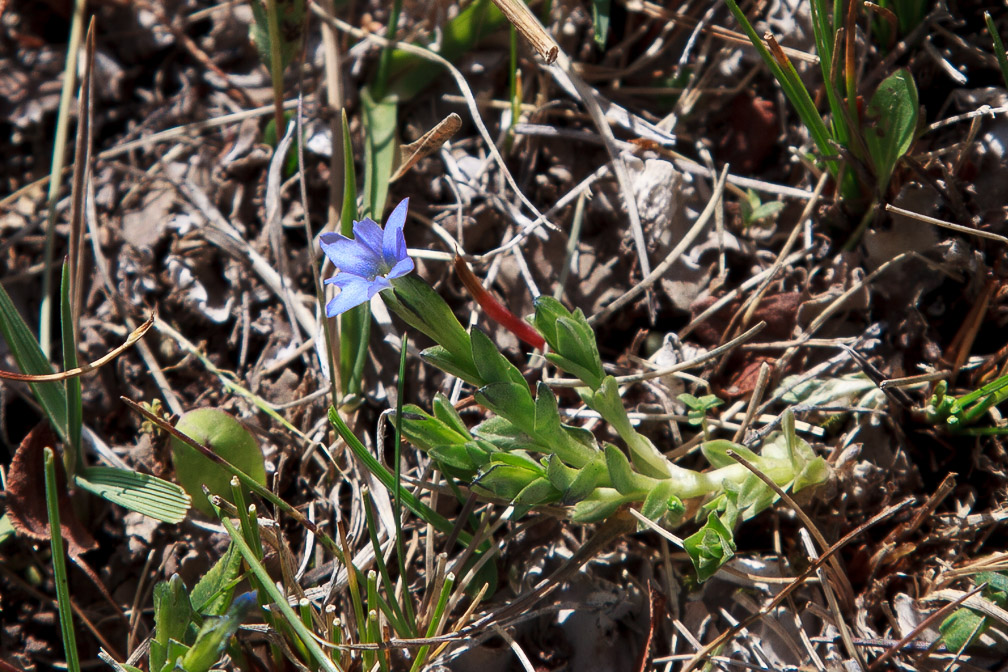 gentiana-prostrata-kyrgyzstan-3.jpg