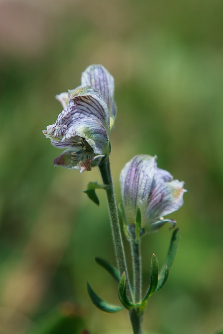 aconitum-rotundifolium-kyrgyzstan.jpg