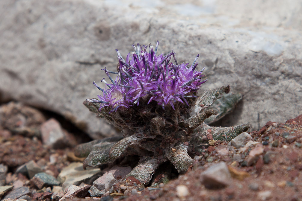 saussurea-glacialis-kyrgyzstan.jpg