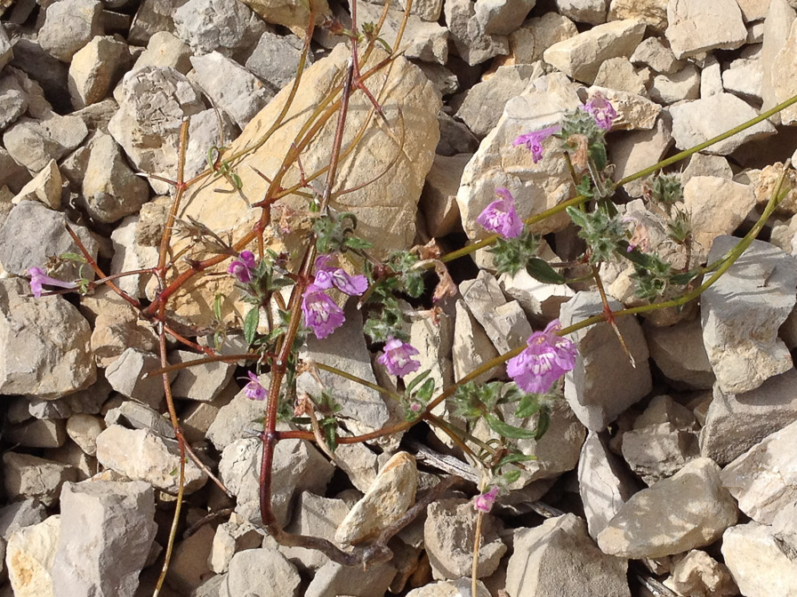 galeopsis-angustifolia-france.jpg