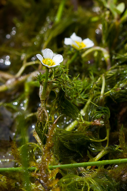 ranunculus-trichophyllus-switzerland.jpg