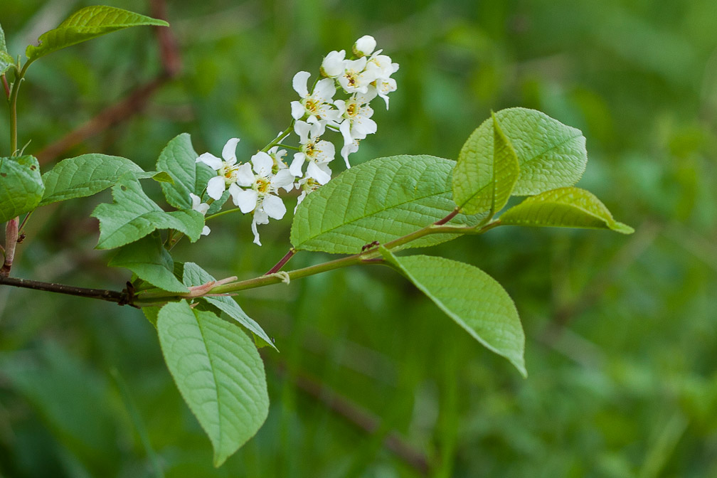 prunus-padus-switzerland.jpg