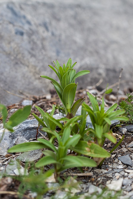 lilium-bulbiferum-switzerland.jpg