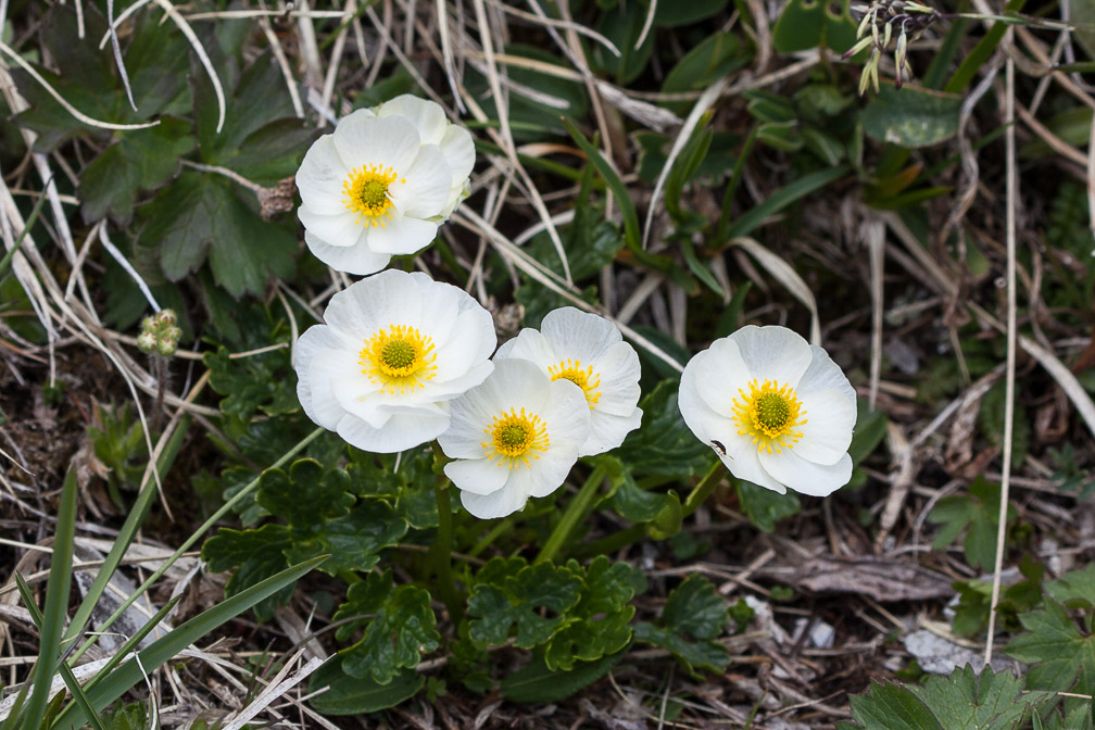 ranunculus-alpestris-switzerland-3.jpg