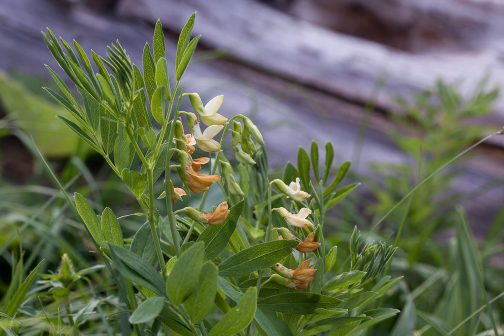 astragalus-frigidus-switzerland.jpg