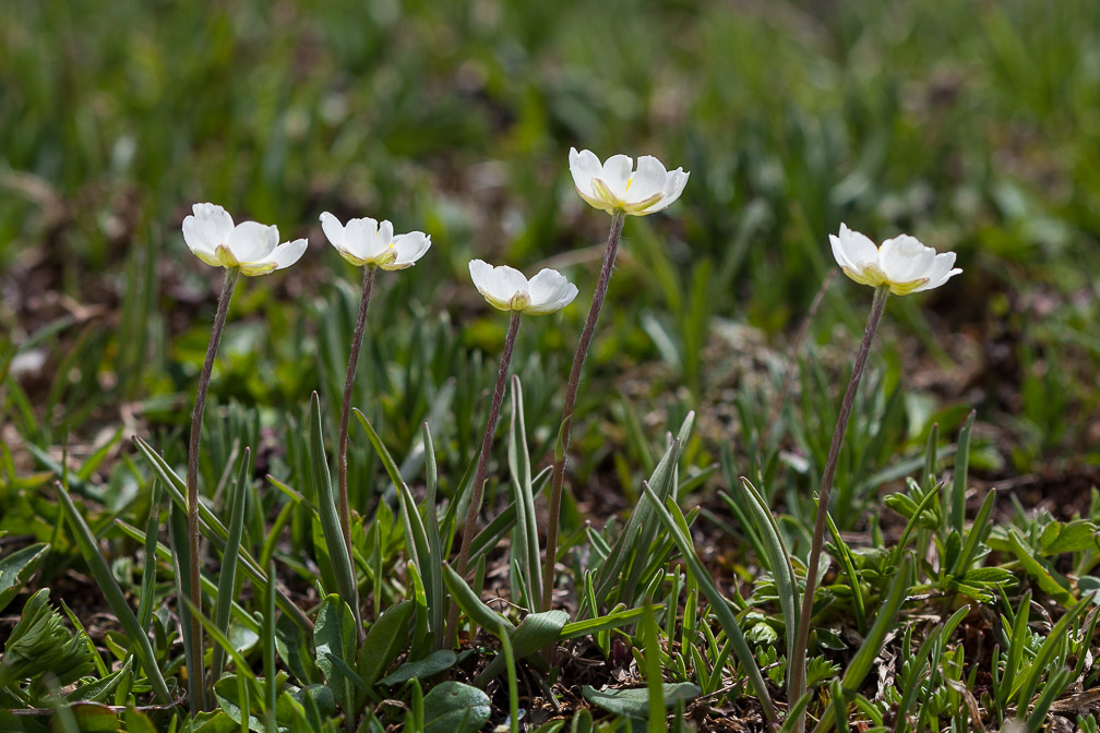 ranunculus-kuepferi-switzerland.jpg