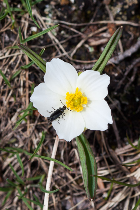 ranunculus-kuepferi-switzerland-2.jpg