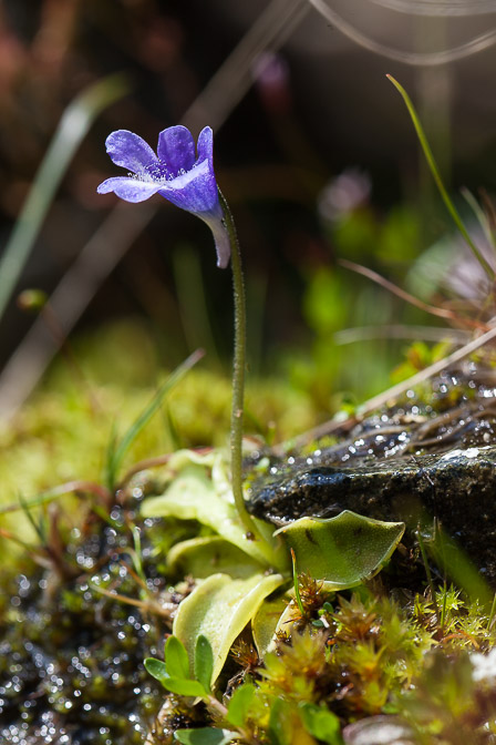 pinguicula-vulgaris-austria.jpg