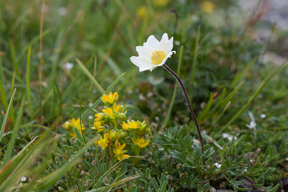 anemone-baldensis-austria.jpg