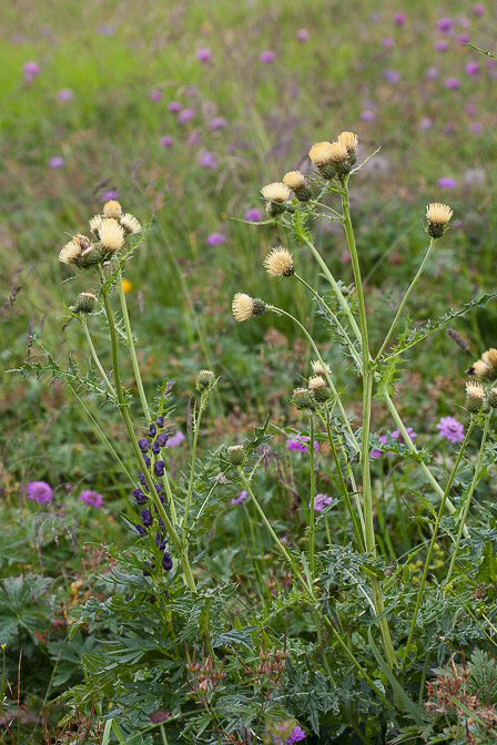 cirsium-erisithales-italy.jpg