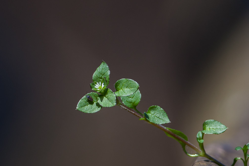 stellaria-media-switzerland.jpg