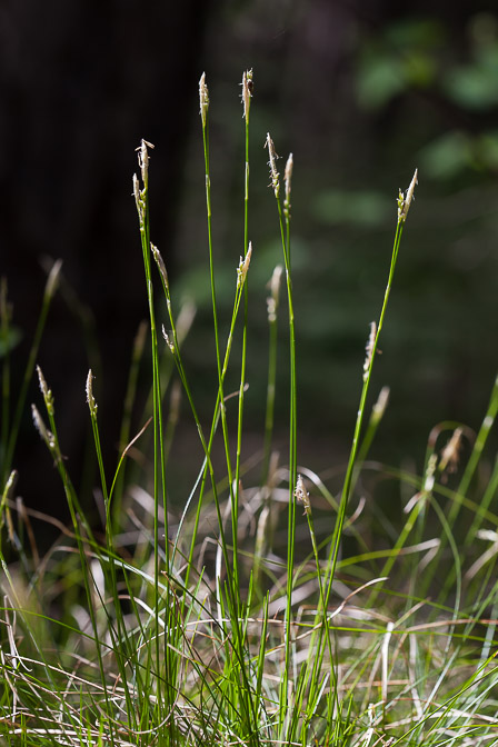 carex-alba-switzerland.jpg