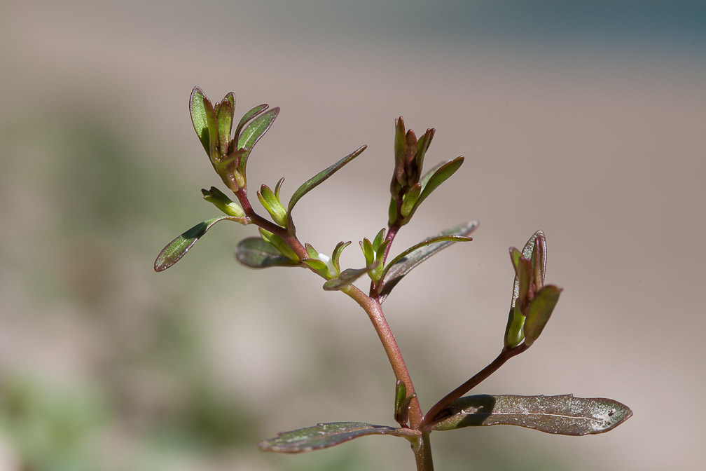 veronica-peregrina-switzerland.jpg