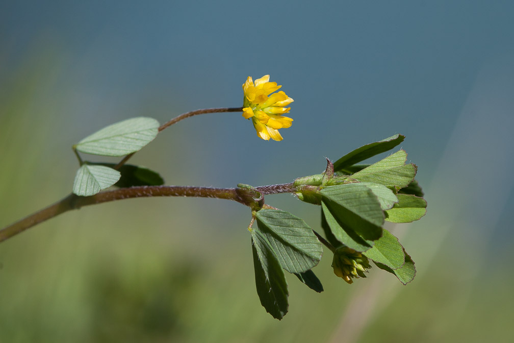 medicago-lupulina-switzerland.jpg