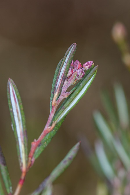 andromeda-polifolia-switzerland.jpg