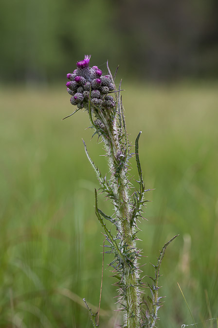 cirsium-palustre-switzerland.jpg