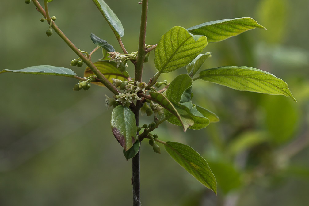 frangula-alnus-switzerland.jpg