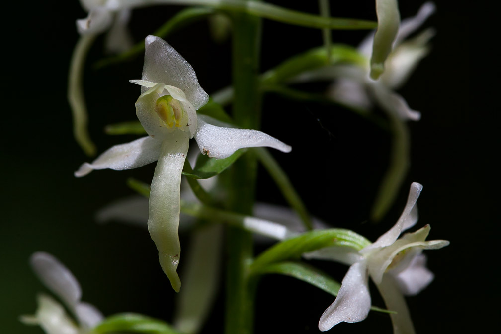 platanthera-bifolia-switzerland-3.jpg