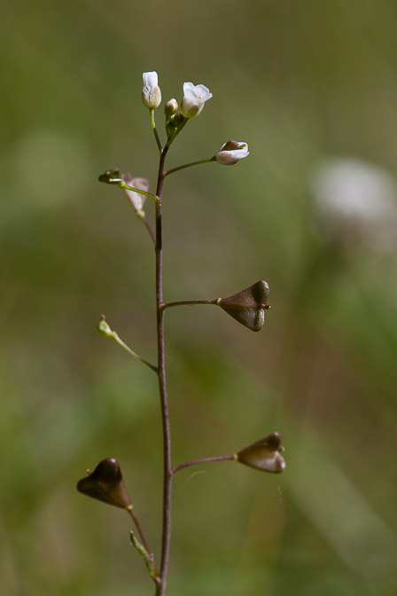 capsella-rubella-switzerland-2.jpg