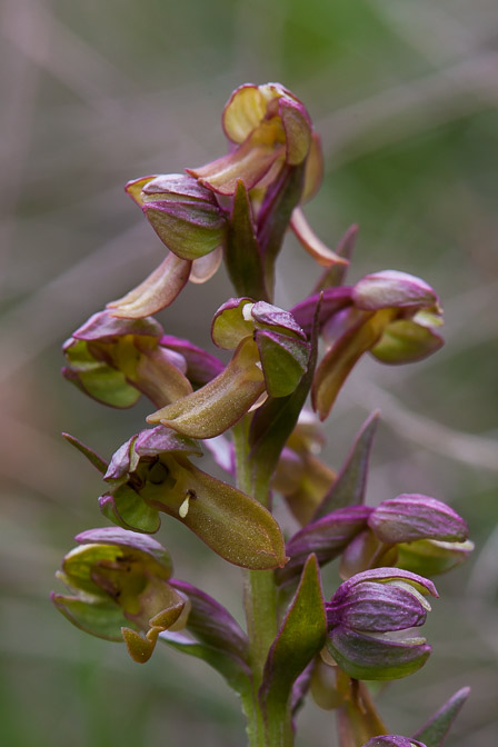 dactylorhiza-viridis-switzerland-2.jpg