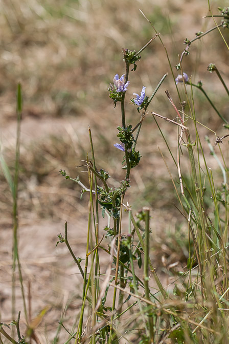 cichorium-intybus-switzerland.jpg