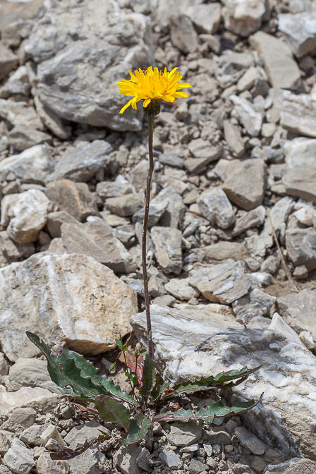 leontodon-hispidus-switzerland.jpg