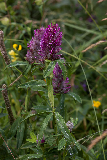 trifolium-rubens-switzerland.jpg