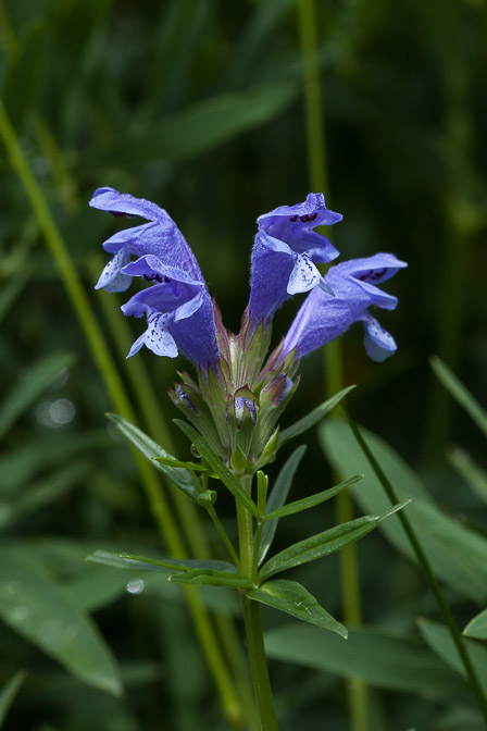 dracocephalum-ruyschiana-switzerland.jpg