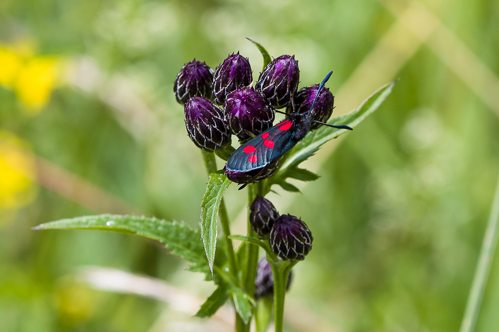 zygaenidae-switzerland.jpg