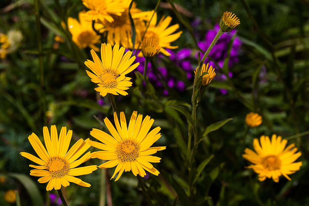 buphthalmum-salicifolium-switzerland.jpg