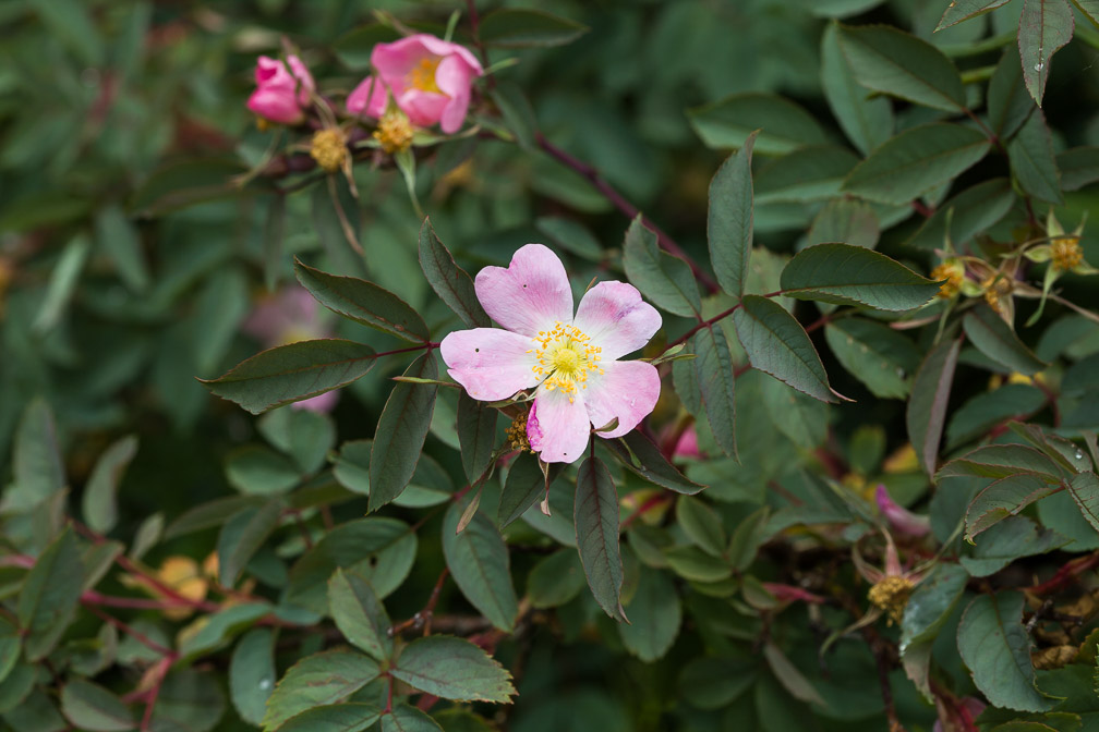 rosa-glauca-switzerland.jpg