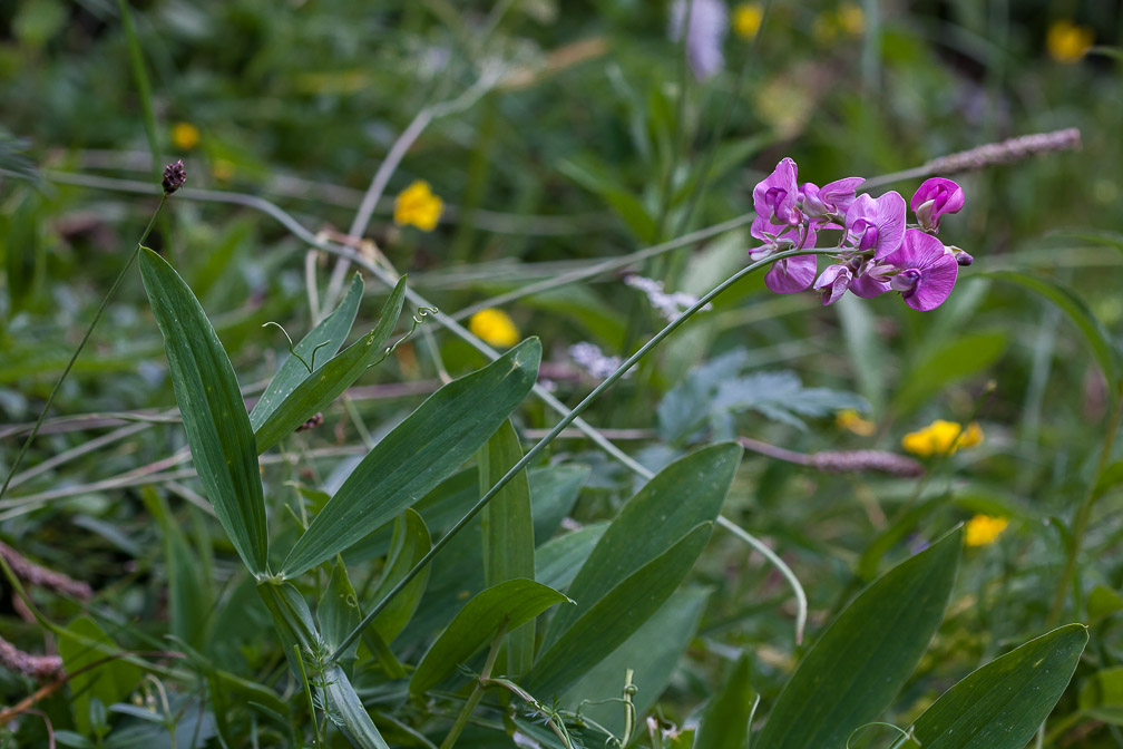 lathyrus-heterophyllus-switzerland.jpg