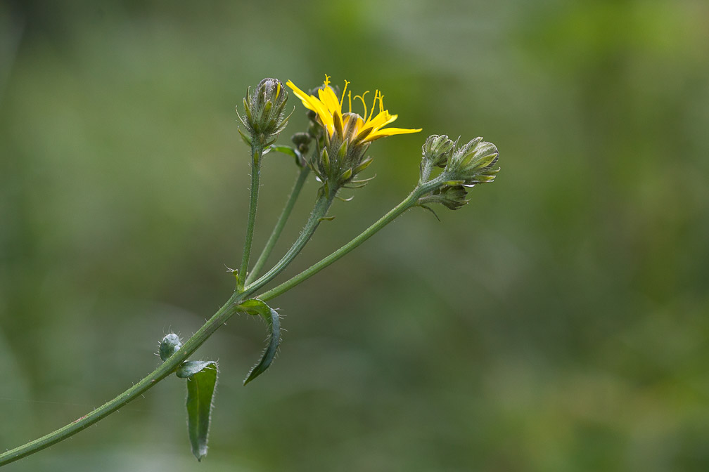 picris-hieracioides-switzerland-4.jpg