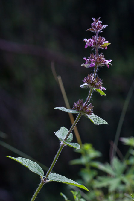 stachys-alpina-switzerland-2.jpg