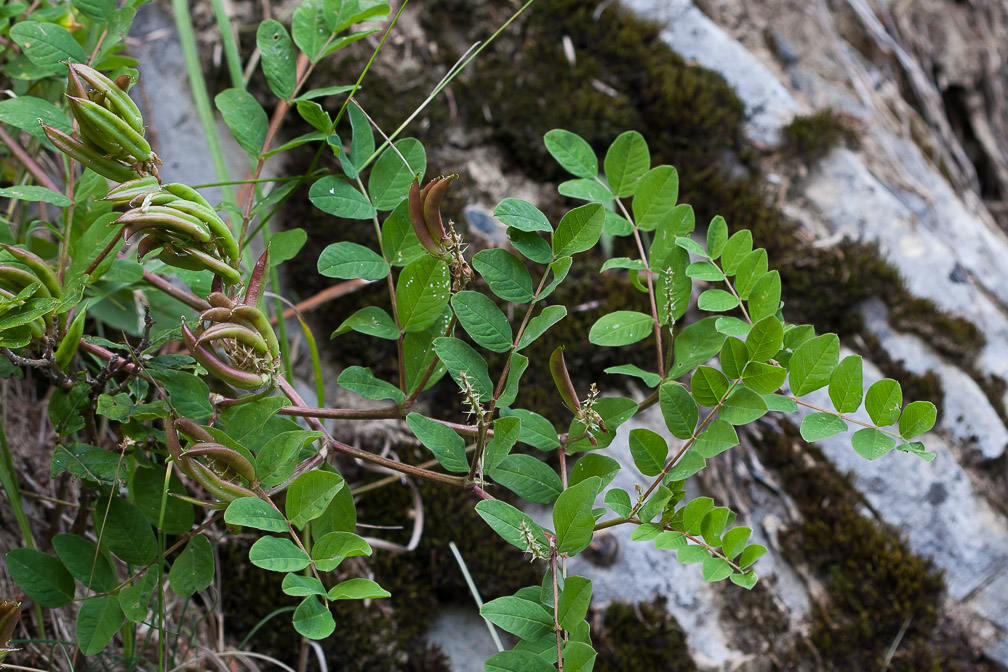 astragalus-glycyphyllos-switzerland.jpg