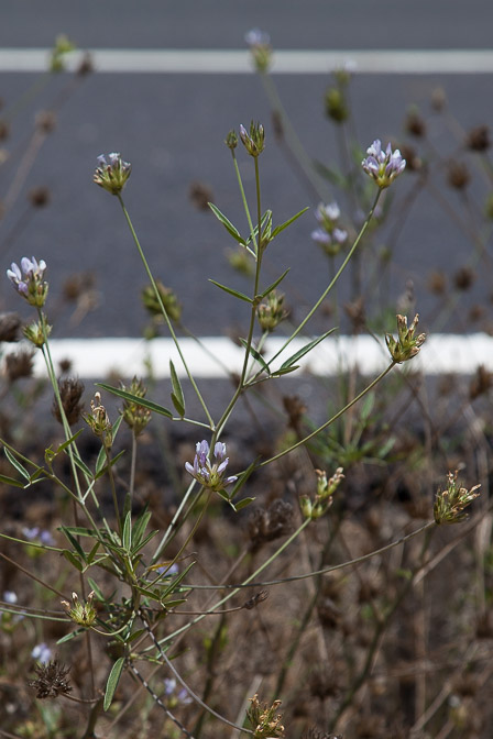 bituminaria-bituminosa-canaries-fuerteventura.jpg