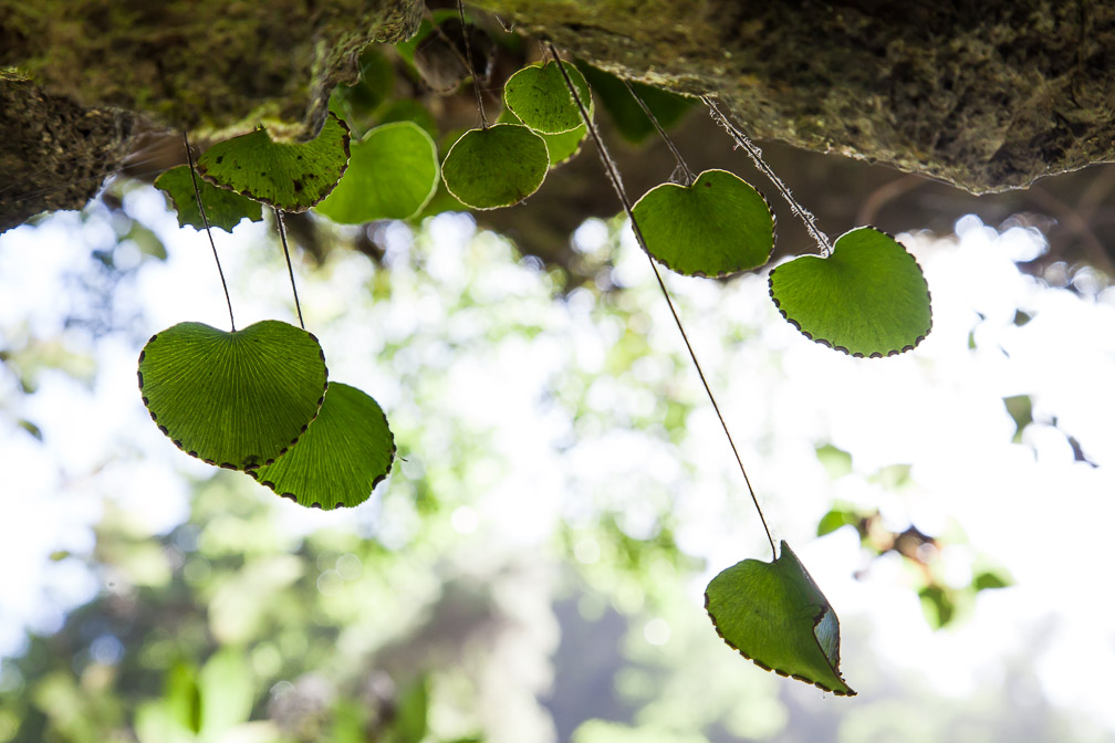 adiantum-reniforme-canaries-la-palma.jpg