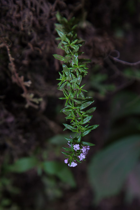 micromeria-herpyllomorpha-canaries-la-palma.jpg