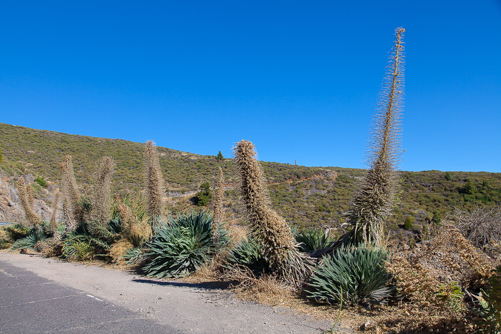 echium-wildpretii-canaries-la-palma.jpg