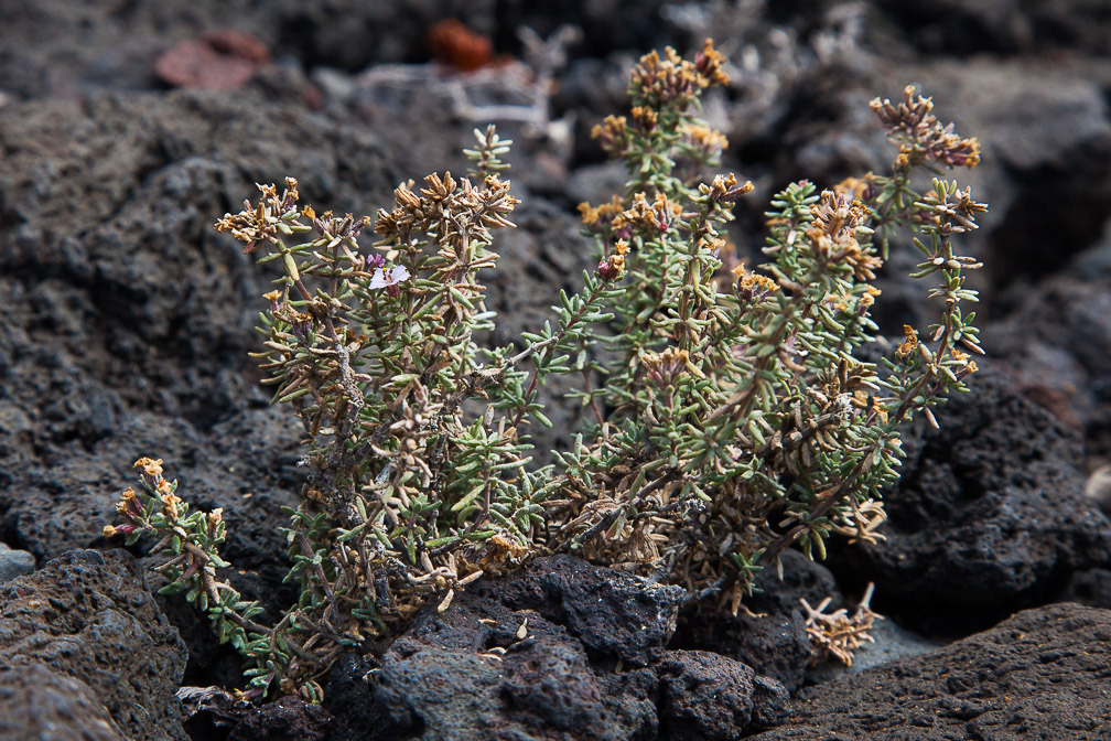 salsola-divaricata-canaries-el-hierro-2.jpg