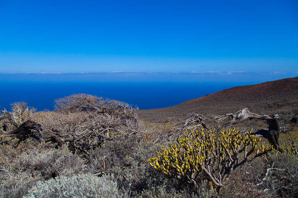 juniperus-phoenicea-canaries-el-hierro-3.jpg