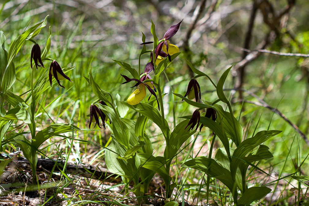 cypripedium-calceolus-france-6.jpg