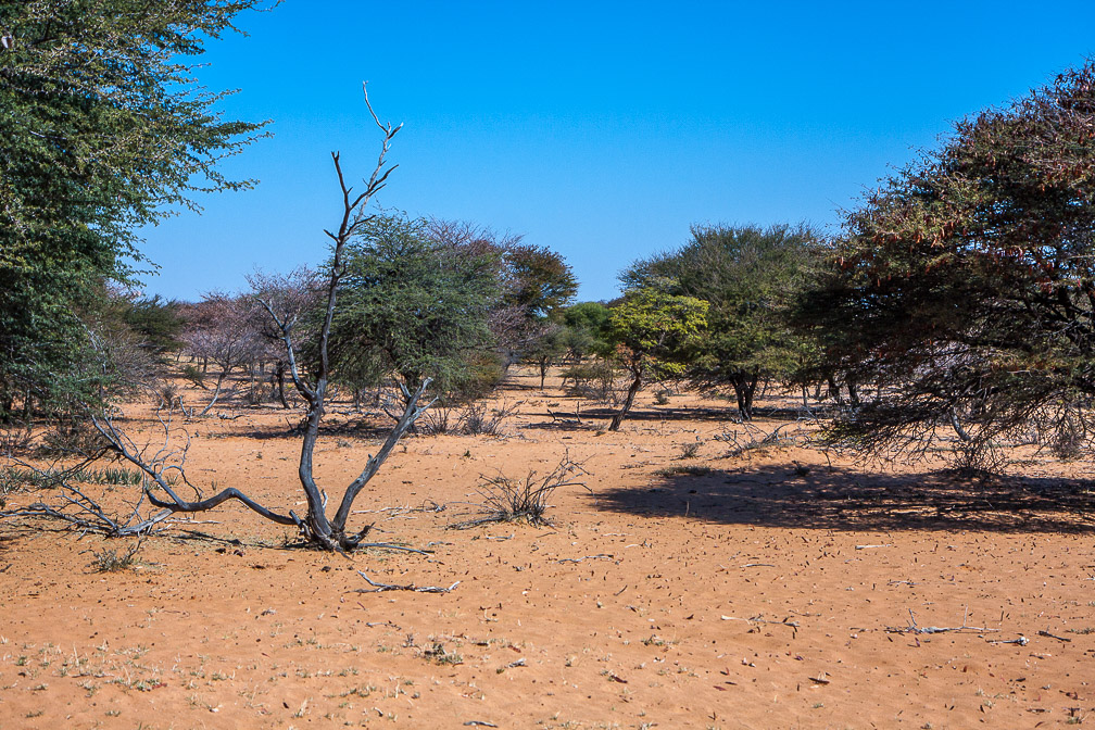 werda-forest-botswana.jpg